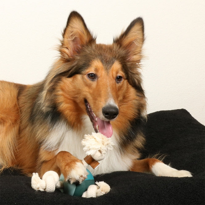 D&D Hundespielzeug Levi - Lagoon