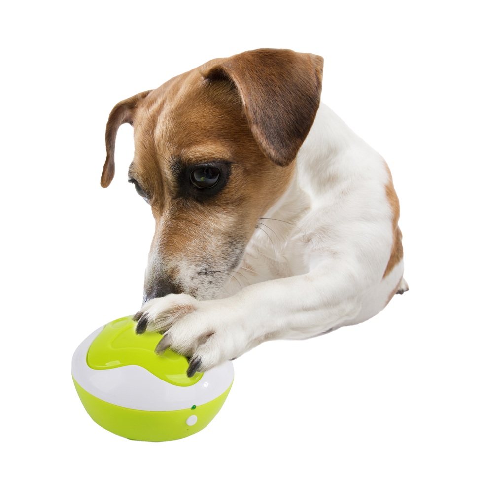 AFP Interactives - Dog Interpreter Trainingsknopjes Set