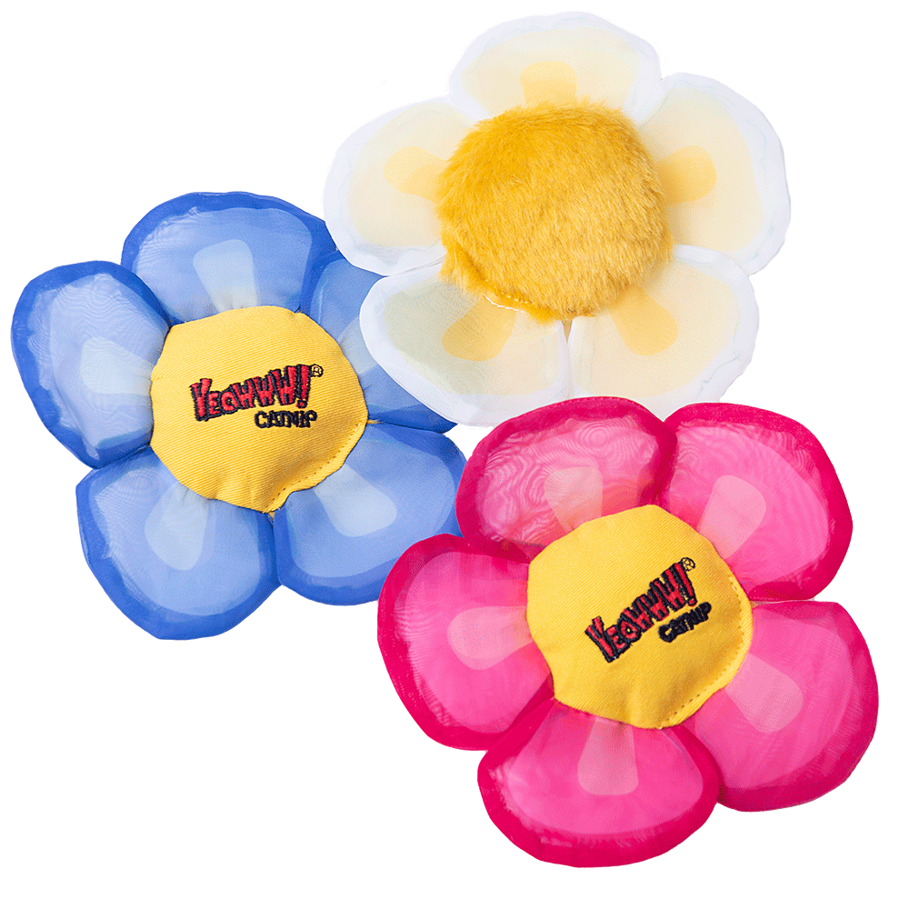 Yeowww! Display Strip Daisy's Flower Top 12 stuks