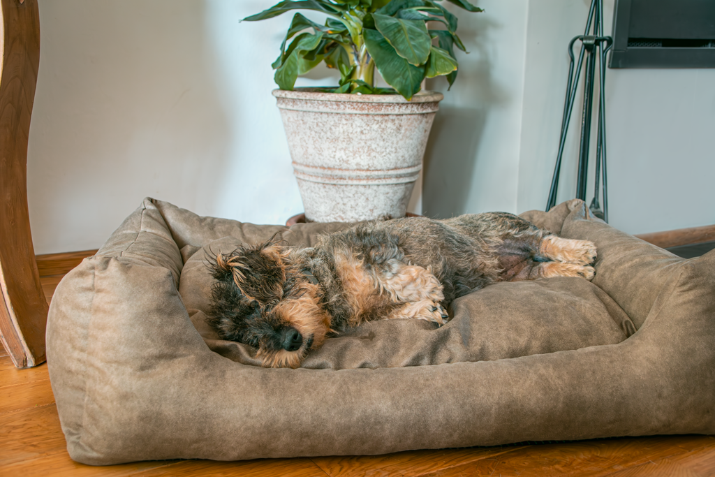 Let's Sleep Sweet Dreams Hondenmand Met Kussen XL Cognac