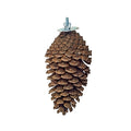Back Zoo Nature Foraging Pine Cone