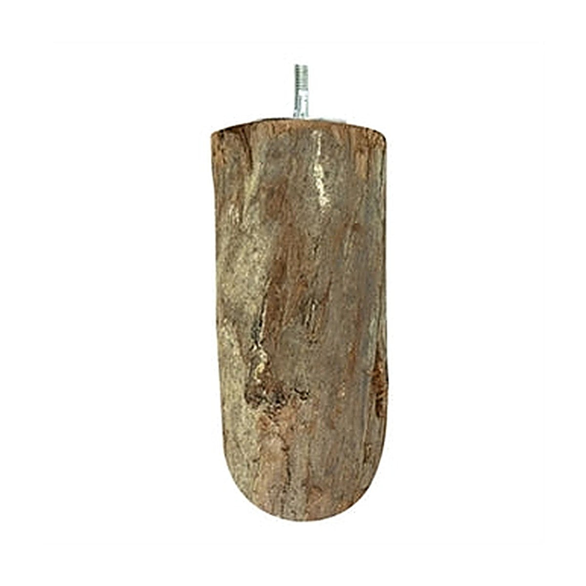Back Zoo Nature Wood Slice Perch L