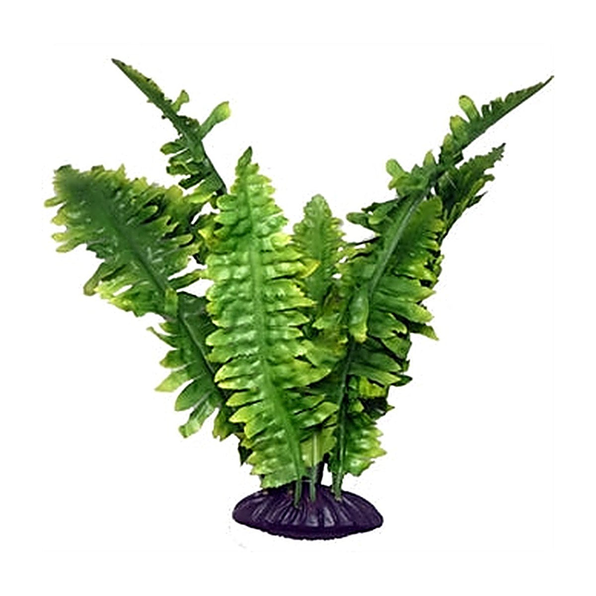 Komodo Boston Varen 25 cm