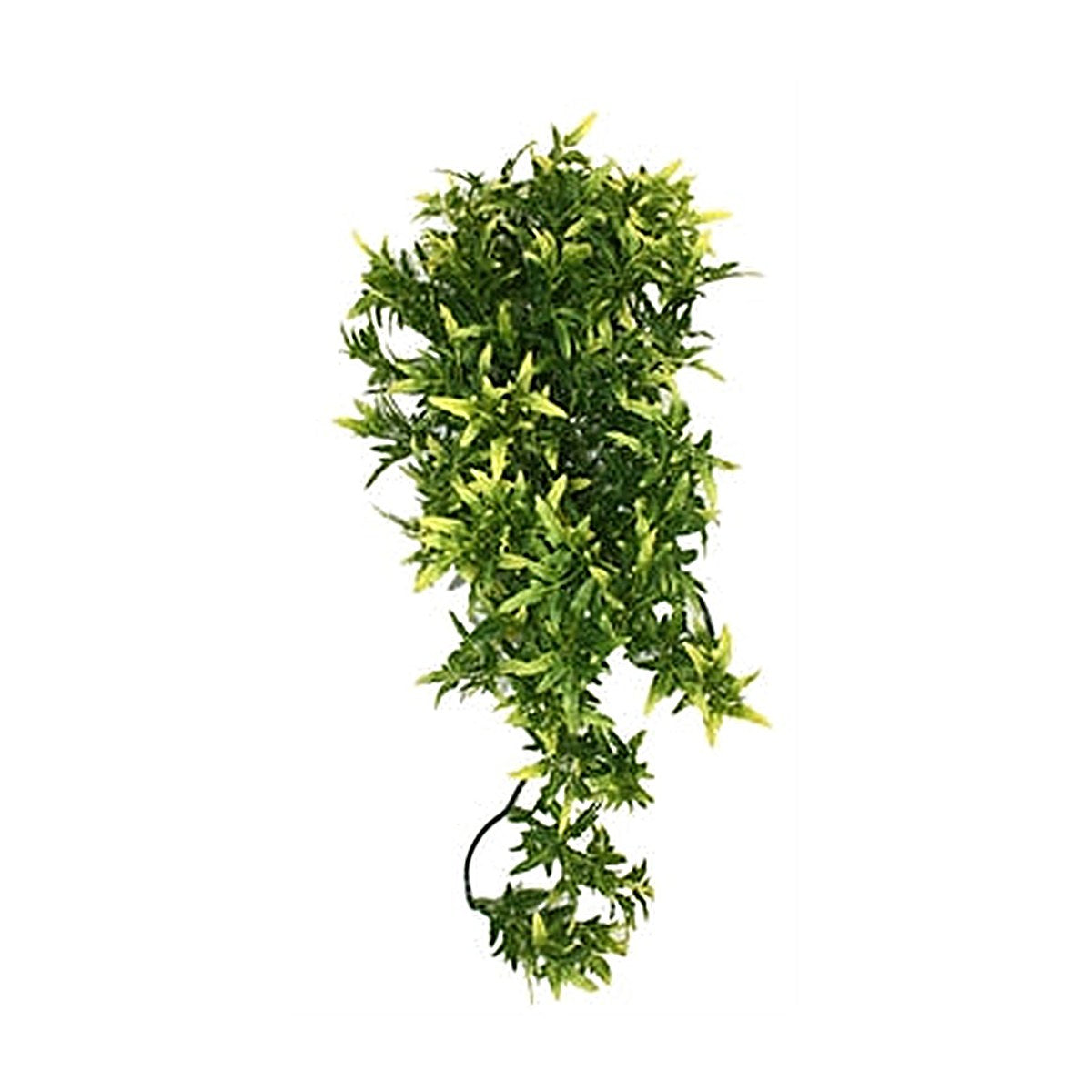Komodo Croton Plant 40 cm