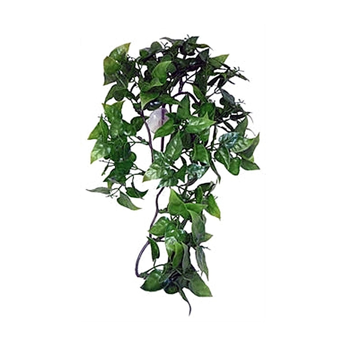 Komodo Philodendron Plant 30 cm