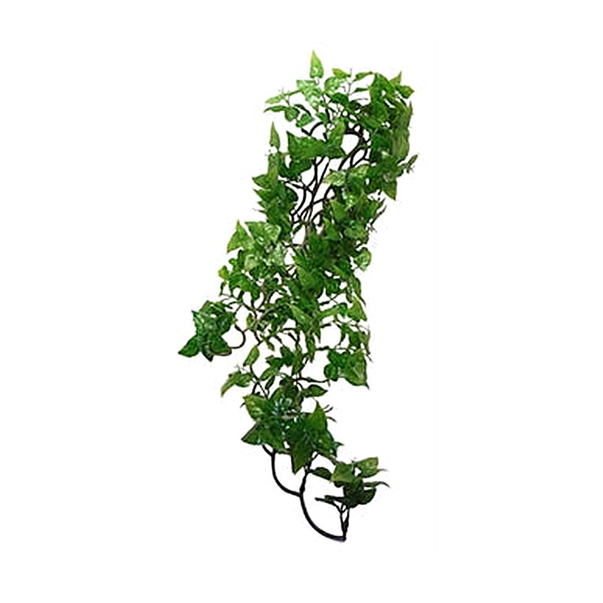 Komodo Philodendron Plant 60 cm