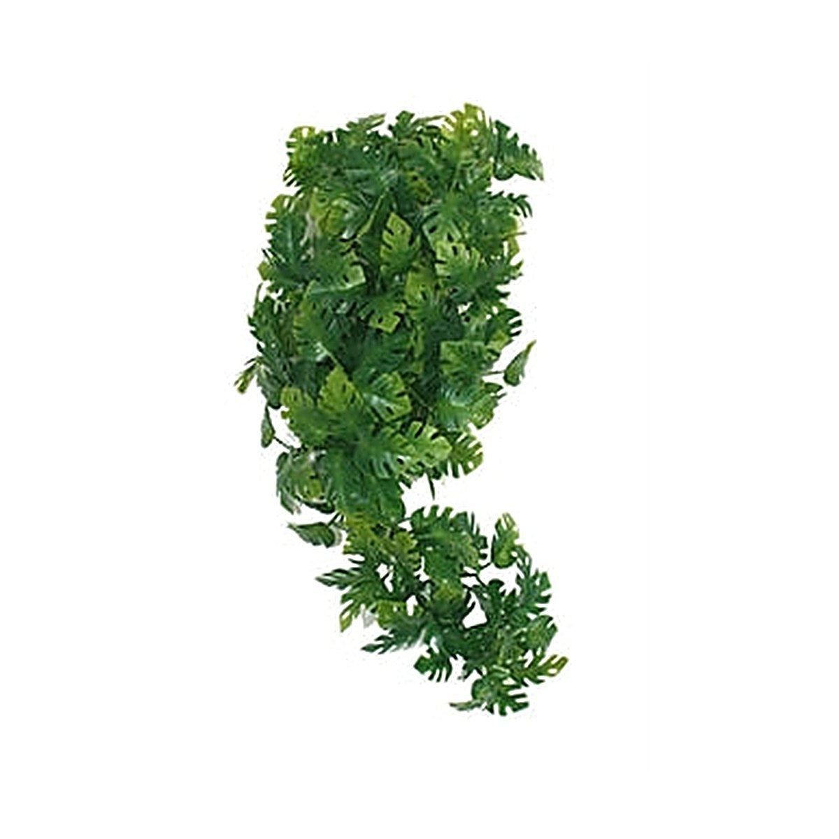 Komodo Plant Split Philodendron 30 cm - Terrarium Decoratie