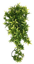 Komodo Croton Plant 40 cm – Decoratie