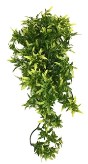 Komodo Croton Plant 40 cm – Decoratie