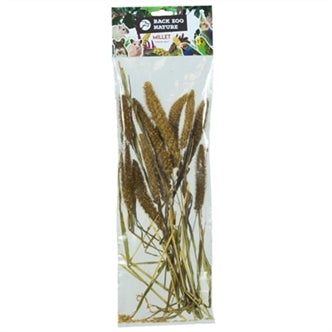 Back Zoo Nature Setaria Italic 50GR
