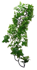 Komodo Philodendron Plant 60 cm – Decoratie