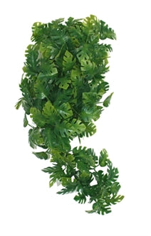Komodo Plant Split Philodendron 30 cm – Decoratie