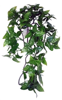 Komodo Philodendron Plant 30 cm – Decoratie